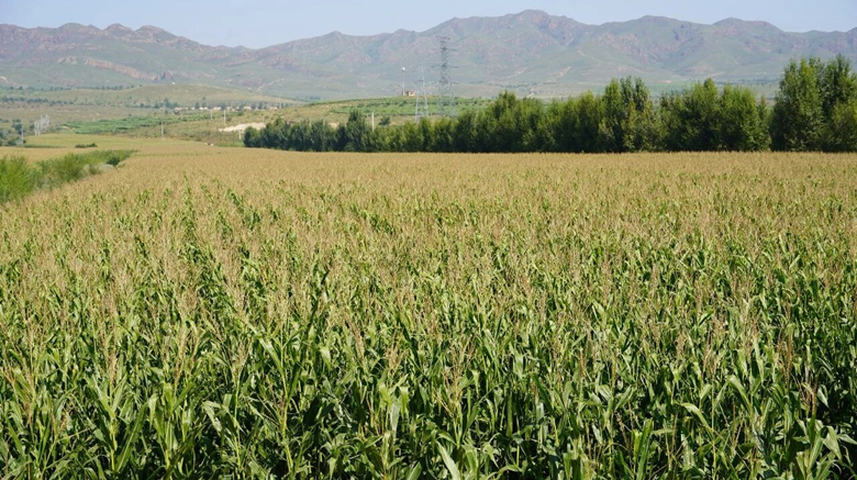 微信图片02_副本